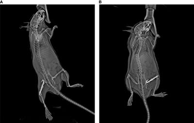 Validation of the modified radiographic union score for tibia fractures (mRUST) in murine femoral fractures